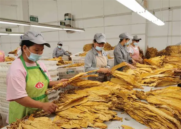 什么是烟叶分级灯箱？烟叶分级灯箱标准规范